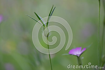 Common corn-cockle Agrostemma githago, close-up of bud and flower Stock Photo